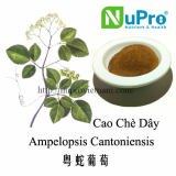 Ampelopsis Cantoniensis extract powder